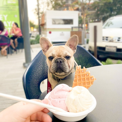 A dog sitting at a table with a bowl of ice cream in the foreground.
